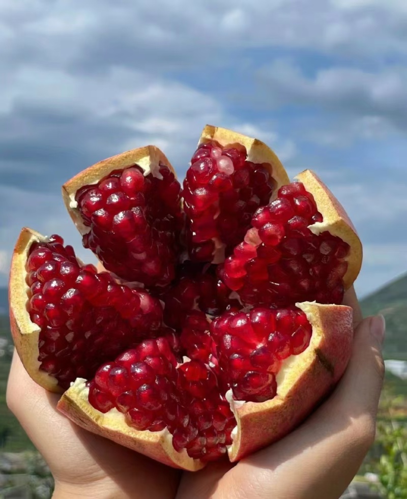 石榴会理石榴大量上市产地一手货源对接电商社区团购
