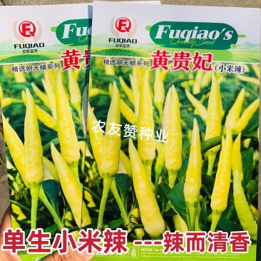 黄贵妃小米辣种子黄白色朝天椒种子特辣清香单生朝天椒种籽