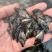 桂花鱼苗鳜鱼苗自家基地发货规格全包技术