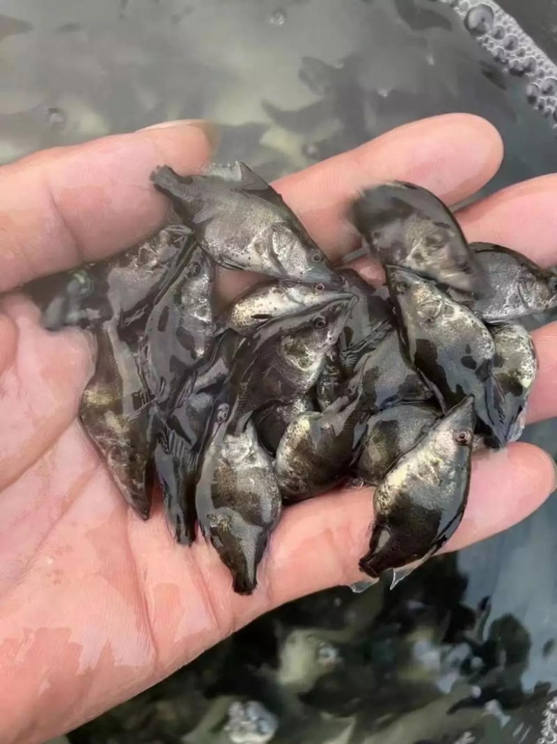 桂花鱼苗鳜鱼苗自家基地发货规格全包技术