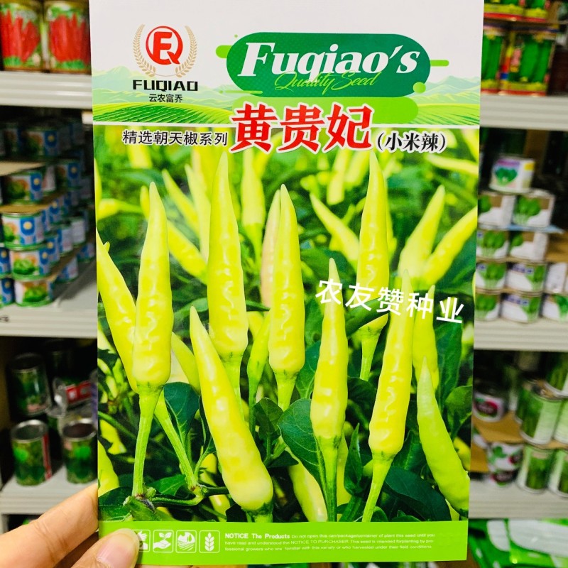 黄贵妃小米辣种子黄白色朝天椒种子特辣清香单生朝天椒种籽