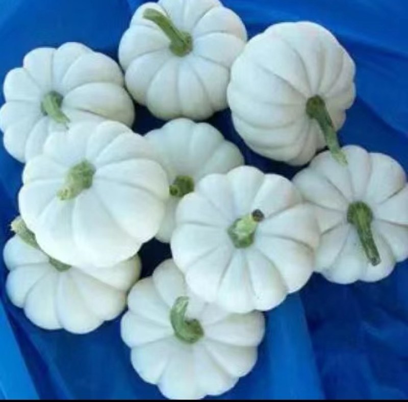贝贝南瓜