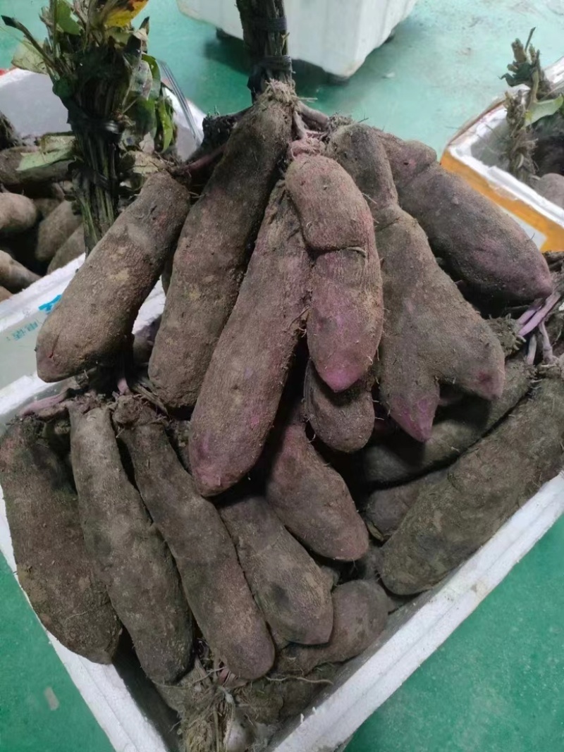 【一件代发】赣南紫山药脚板薯蔬菜铁棍山药富硒紫玉淮山包邮