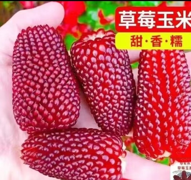 玉米