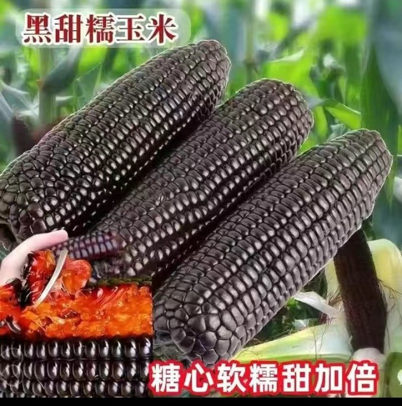 玉米