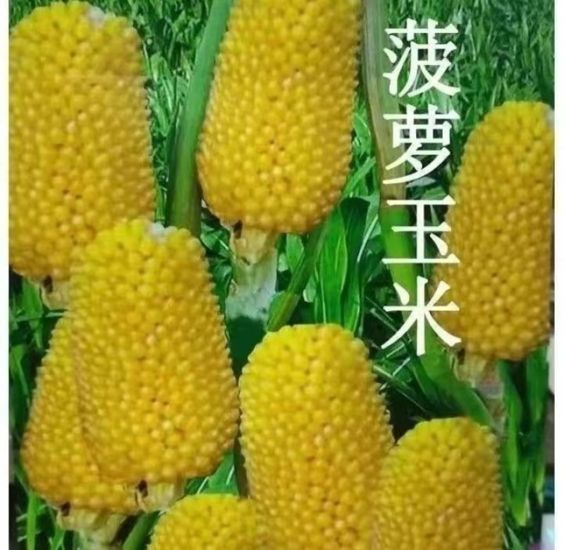 玉米