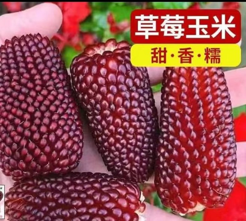 玉米