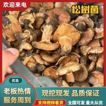 【精选】四川松树菌量大从优全国发货保质保量批发零售均可
