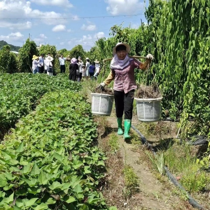 【一件代发】赣南紫山药脚板薯蔬菜铁棍山药富硒紫玉淮山包邮