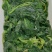 野苋菜小块速冻野苋菜食材餐饮宴席食材