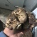 四川野生虎掌菌产地直发保质保量量大从优全国发货