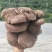 四川野生虎掌菌产地直发保质保量量大从优全国发货