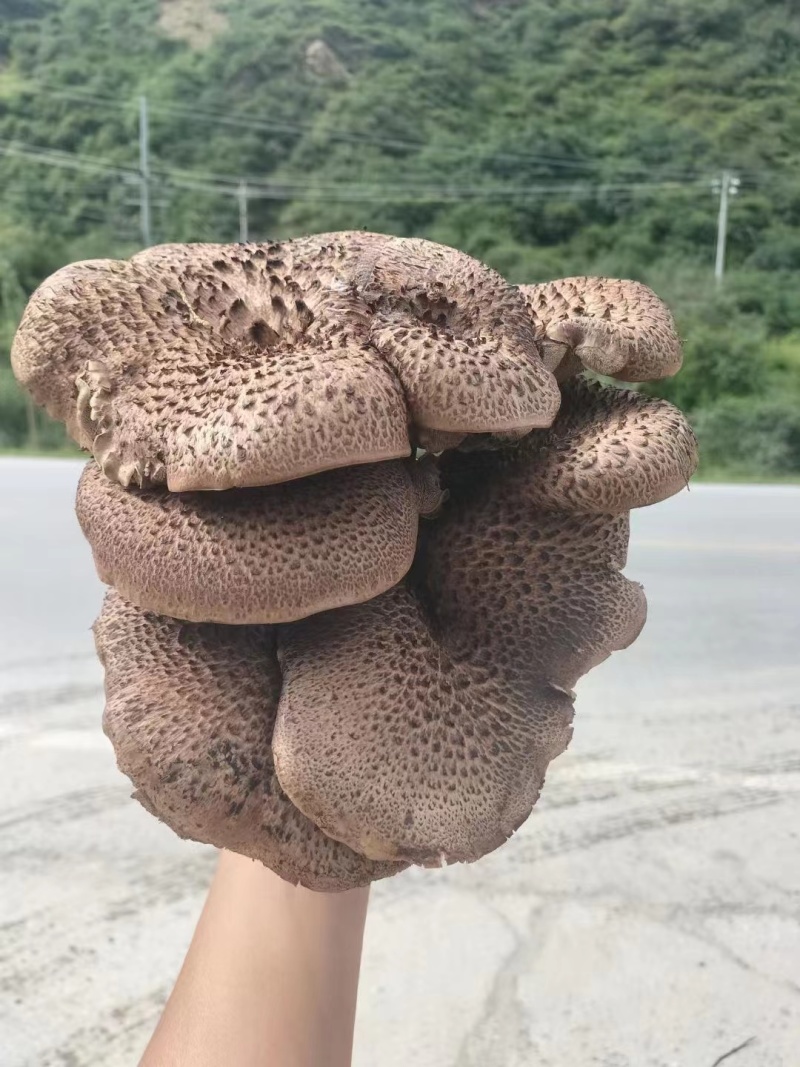 四川野生虎掌菌产地直发保质保量量大从优全国发货