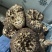 四川野生虎掌菌产地直发保质保量量大从优全国发货