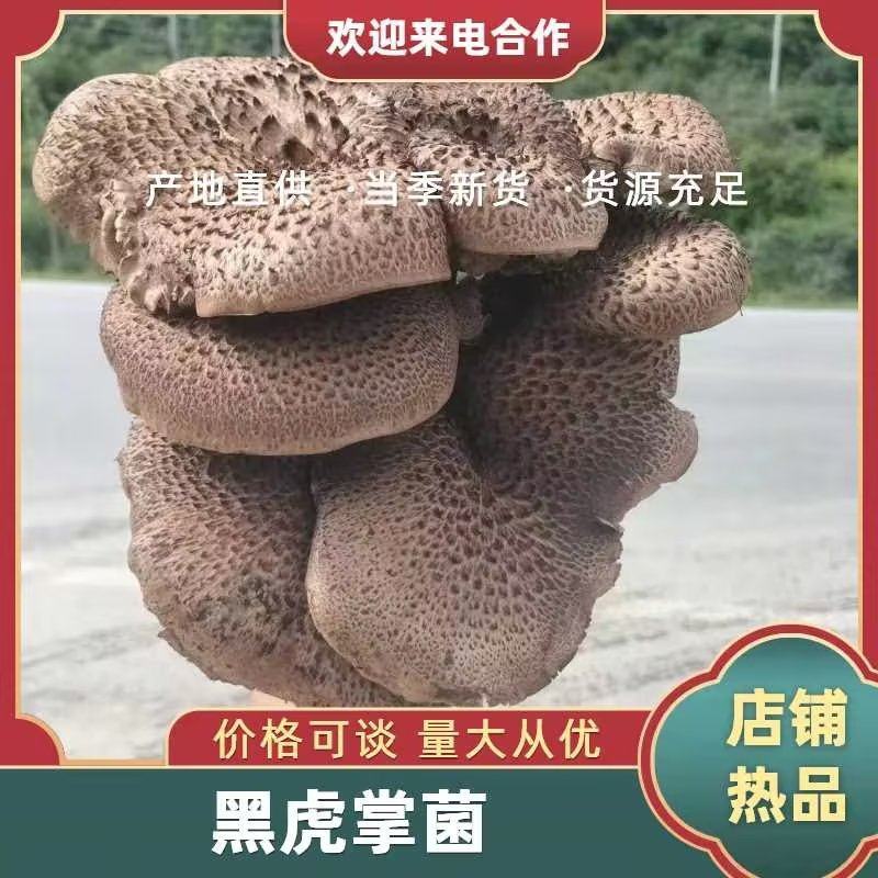 四川野生虎掌菌产地直发保质保量量大从优全国发货
