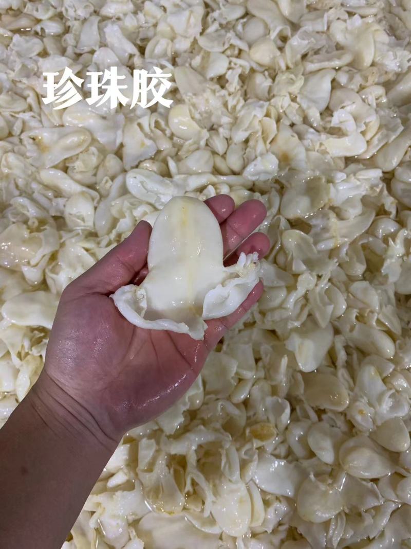 珍珠胶品质好自产自销批发零售皆可对接全国