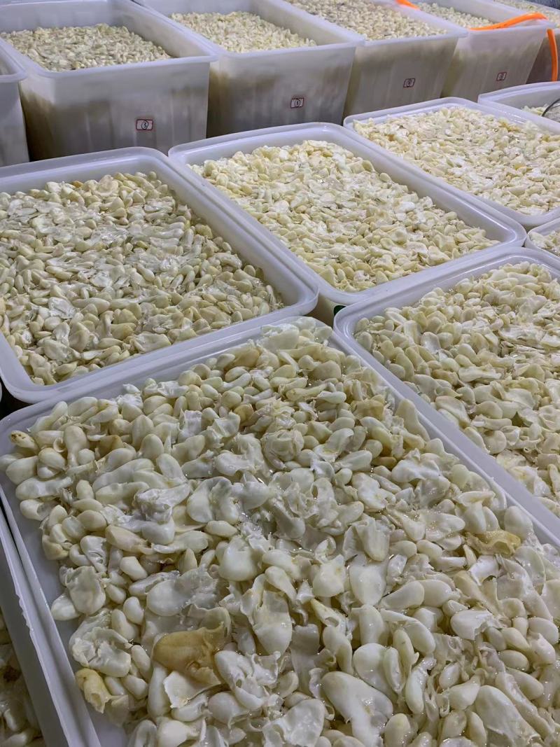 珍珠胶品质好自产自销批发零售皆可对接全国