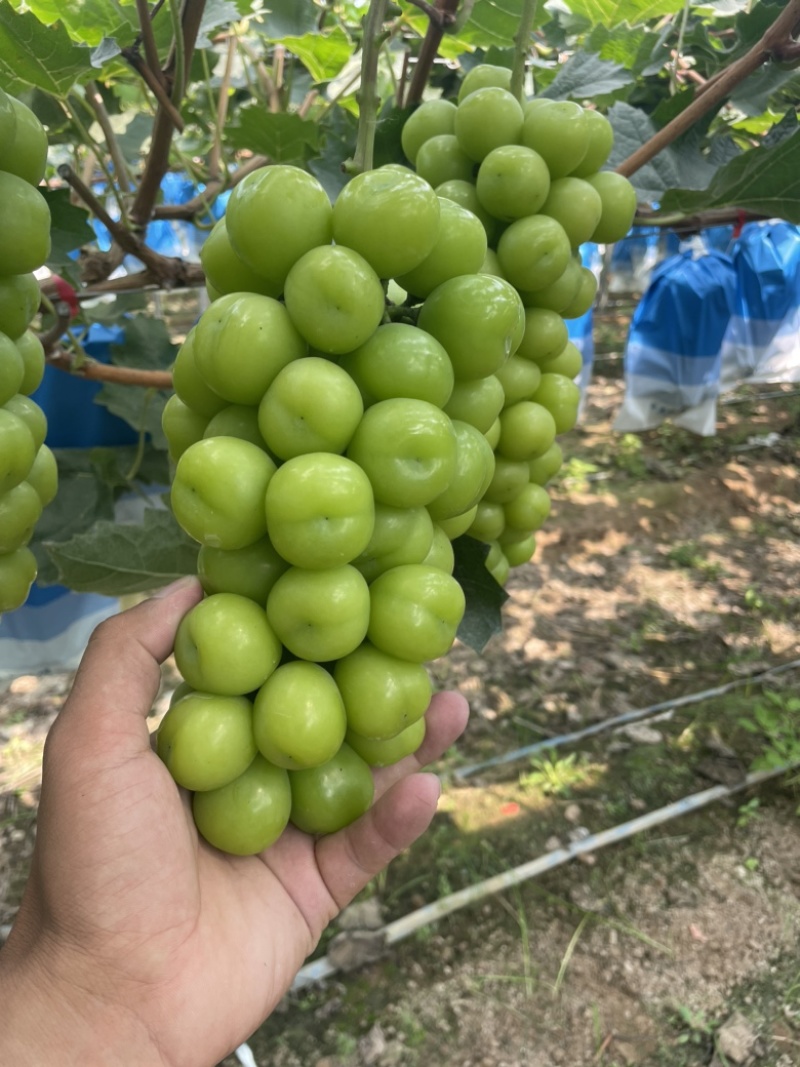 阳光玫瑰大量供应规格包装齐全对接各种渠道