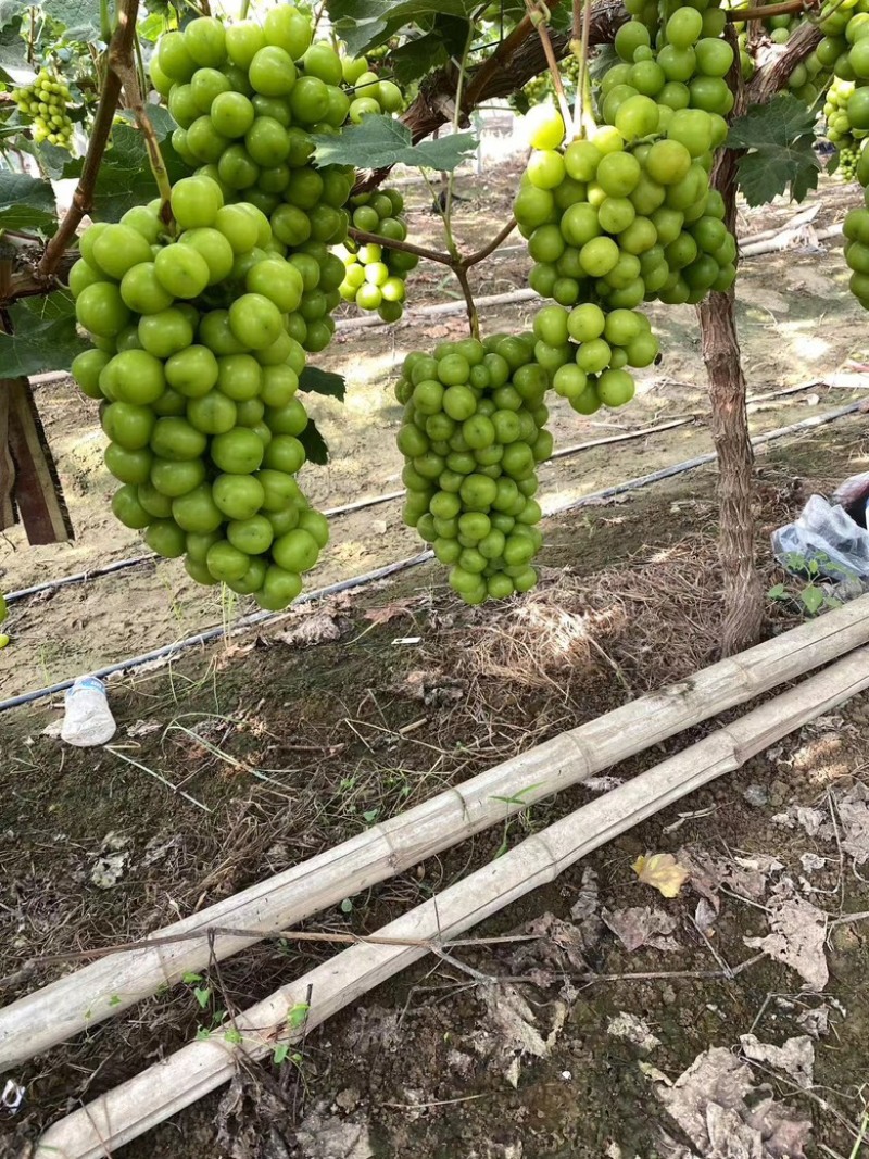 阳光玫瑰大量供应规格包装齐全对接各种渠道