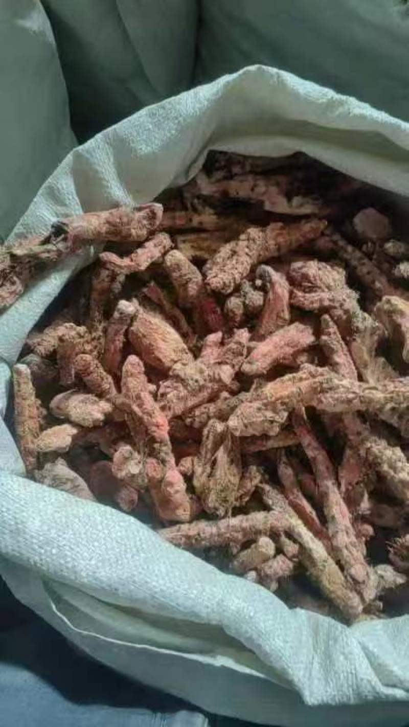 精品红景天鲜货切片产地直供保质保量