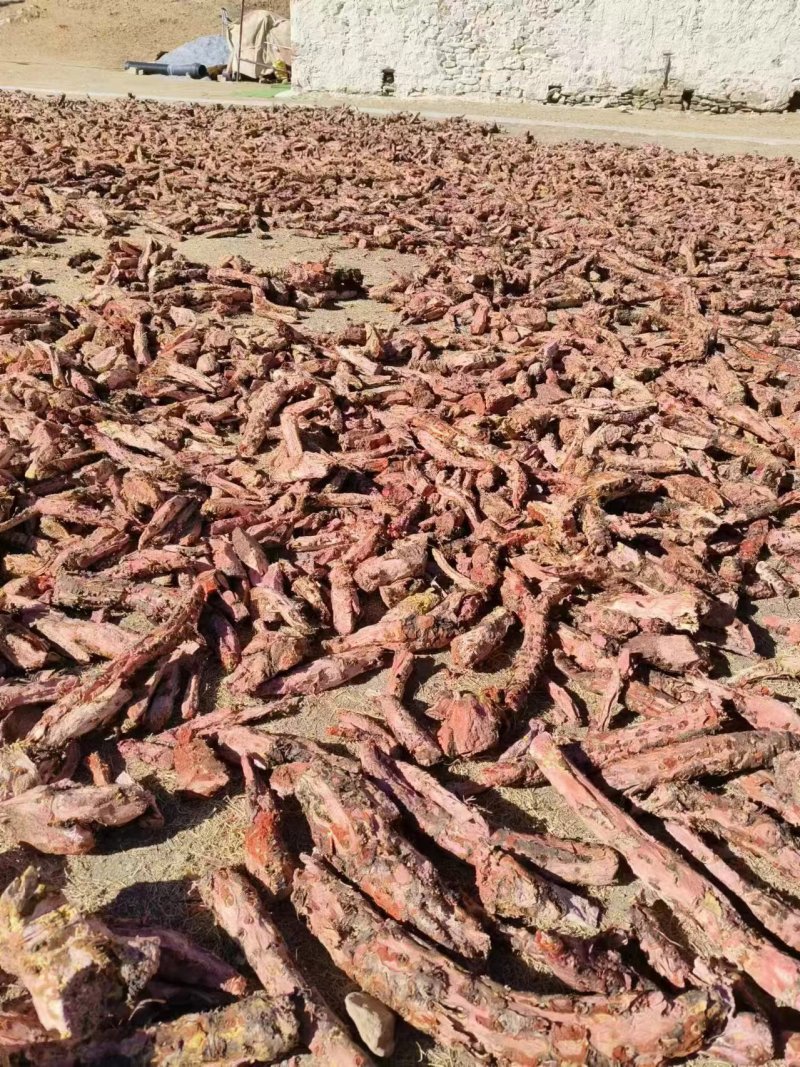 精品红景天鲜货切片产地直供保质保量