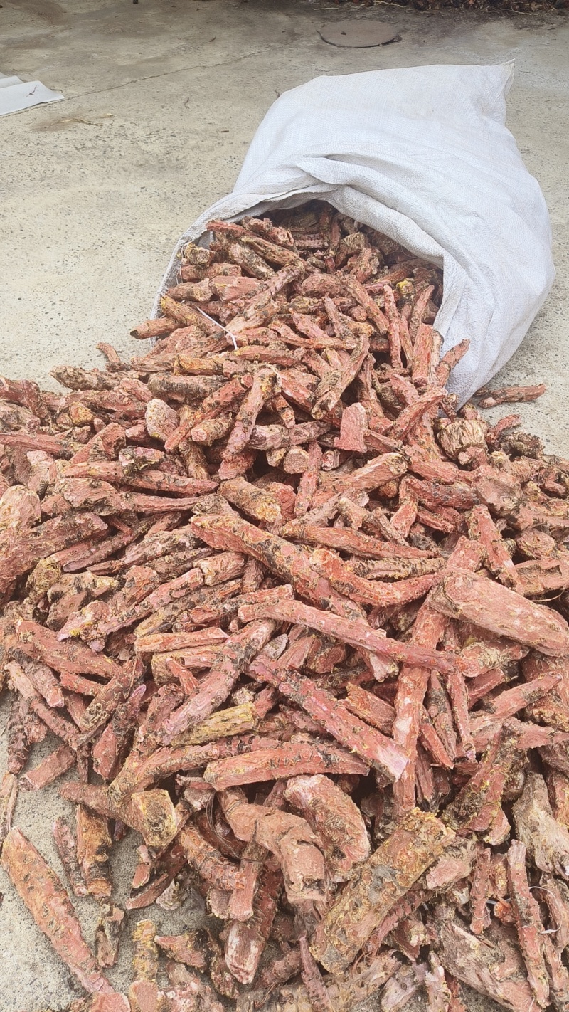 精品红景天鲜货切片产地直供保质保量