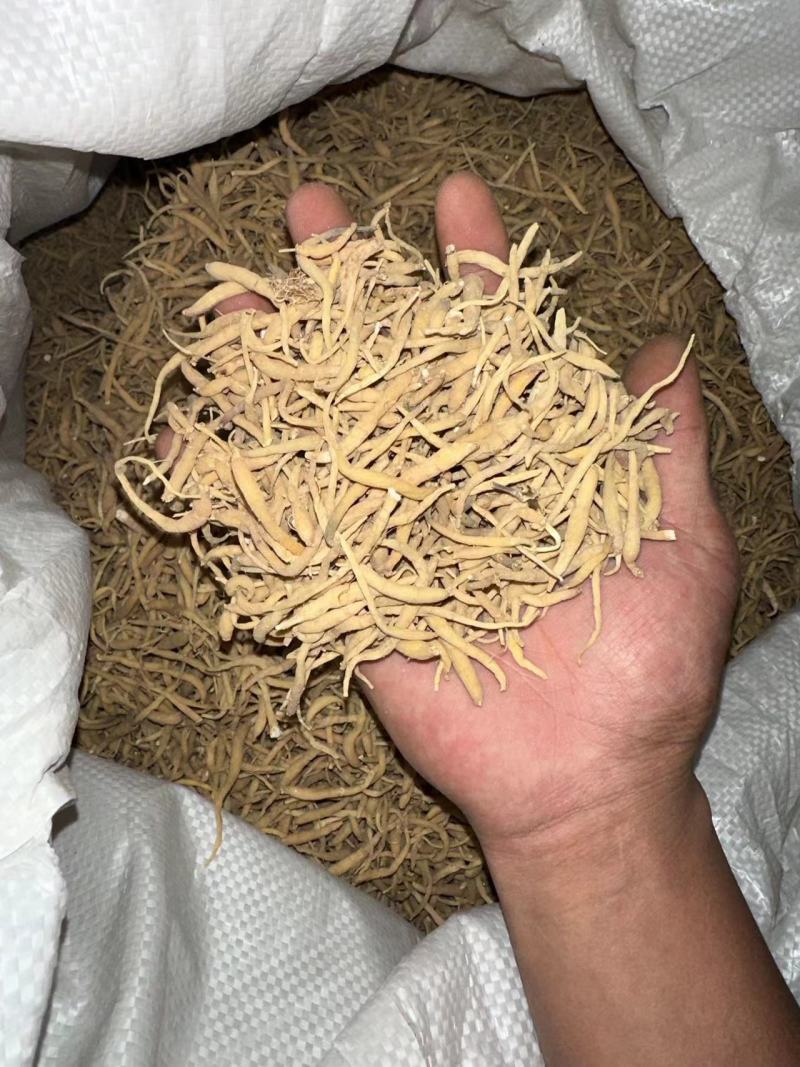 贵州太子参中药材产地直供量大电联欢迎咨询，量大电联