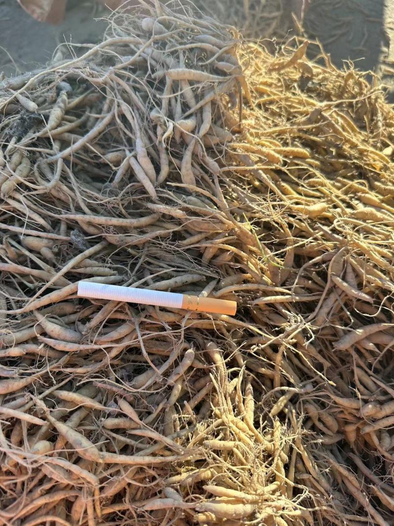 贵州太子参中药材产地直供量大电联欢迎咨询，量大电联