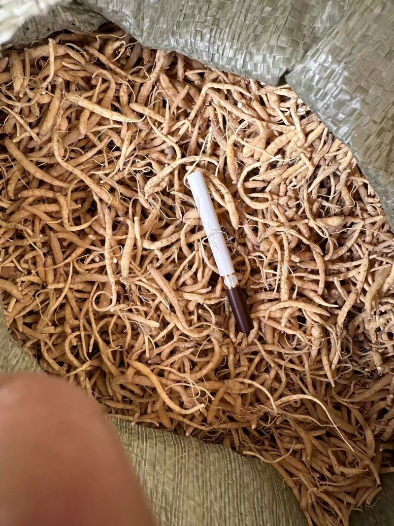 贵州太子参中药材产地直供量大电联欢迎咨询，量大电联
