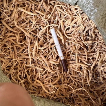 贵州太子参中药材产地直供量大电联欢迎咨询，量大电联