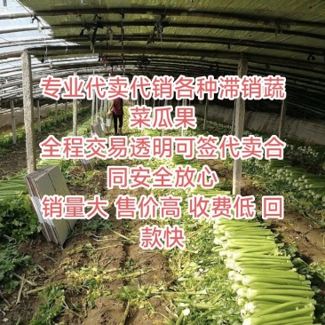 滞销蔬菜瓜果代销代卖欢迎基地农户合作共赢售价高交易透明