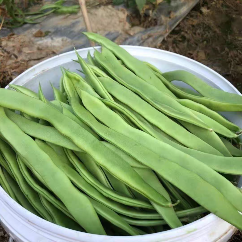 扁豆，绿扁豆大量上市，支持视频看货发货，量大从优。