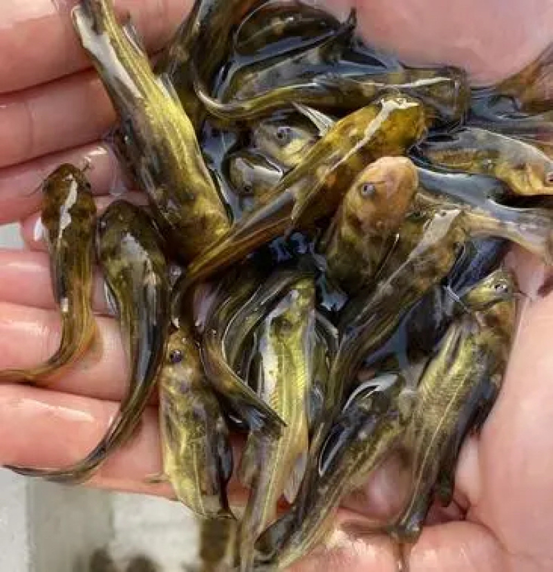 渔场直发黄骨鱼苗包技术指导包成活率可视频