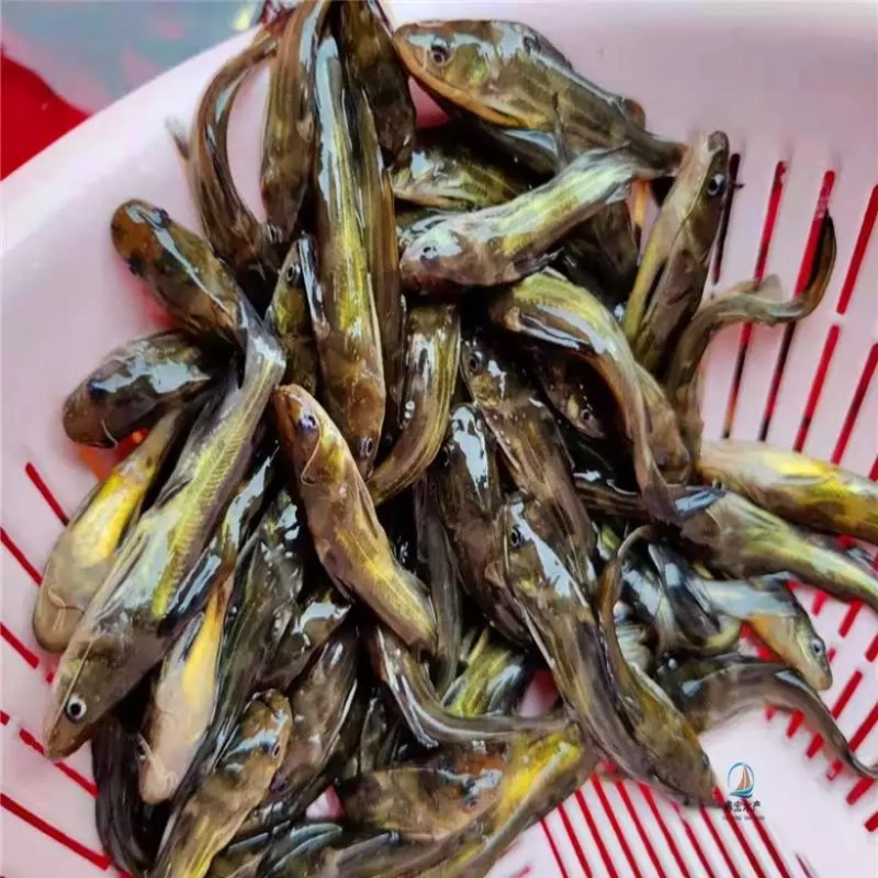 渔场直发黄骨鱼苗包技术指导包成活率可视频