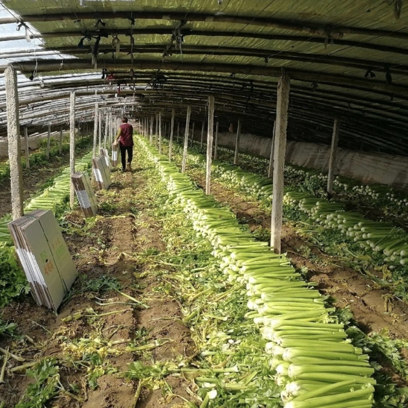 滞销蔬菜瓜果代销代卖欢迎基地农户合作共赢售价高交易透明