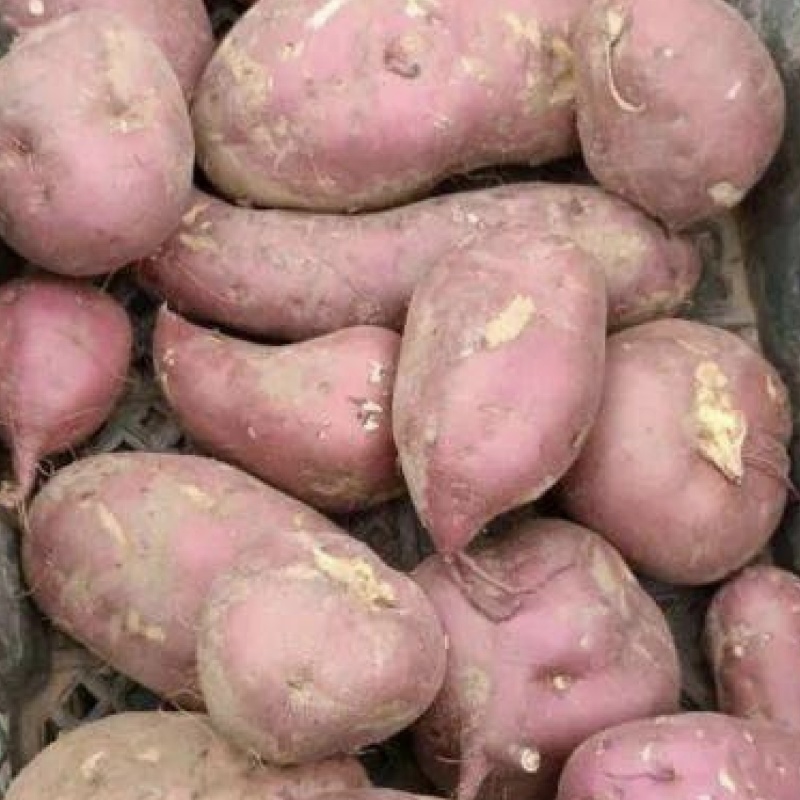 滞销蔬菜瓜果代销代卖欢迎基地农户合作共赢售价高交易透明