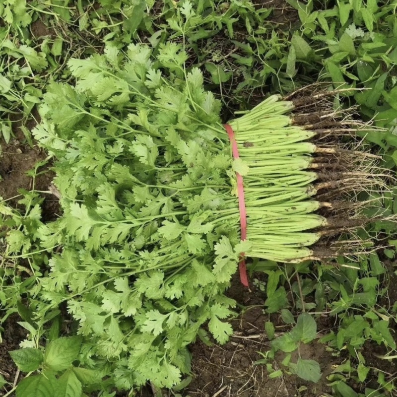滞销蔬菜瓜果代销代卖欢迎基地农户合作共赢售价高交易透明