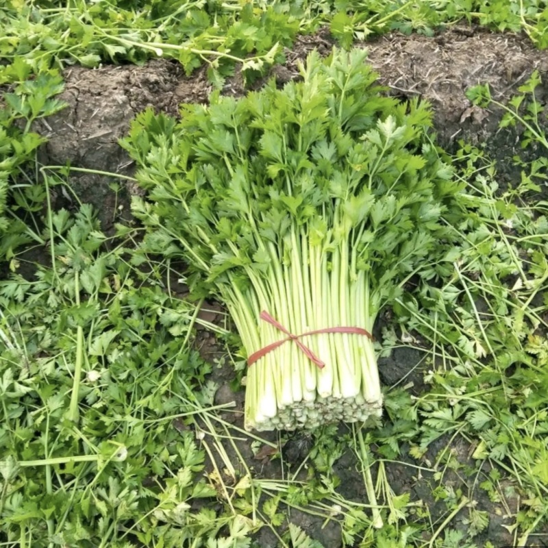 滞销蔬菜瓜果代销代卖欢迎基地农户合作共赢售价高交易透明