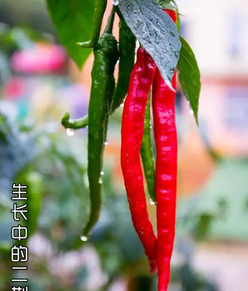 熬红油火锅蘸料拌粉面辣椒面云贵特产香辣泼辣辣子海椒特香