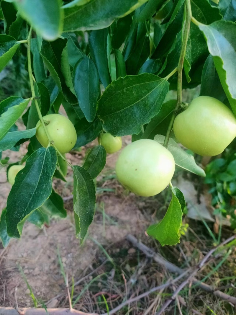 大荔冬枣