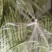 精品王中王白不老白芸豆