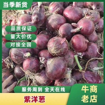 甘肃紫皮洋葱新货/产地直发质量保证/量大从优代发全国市场