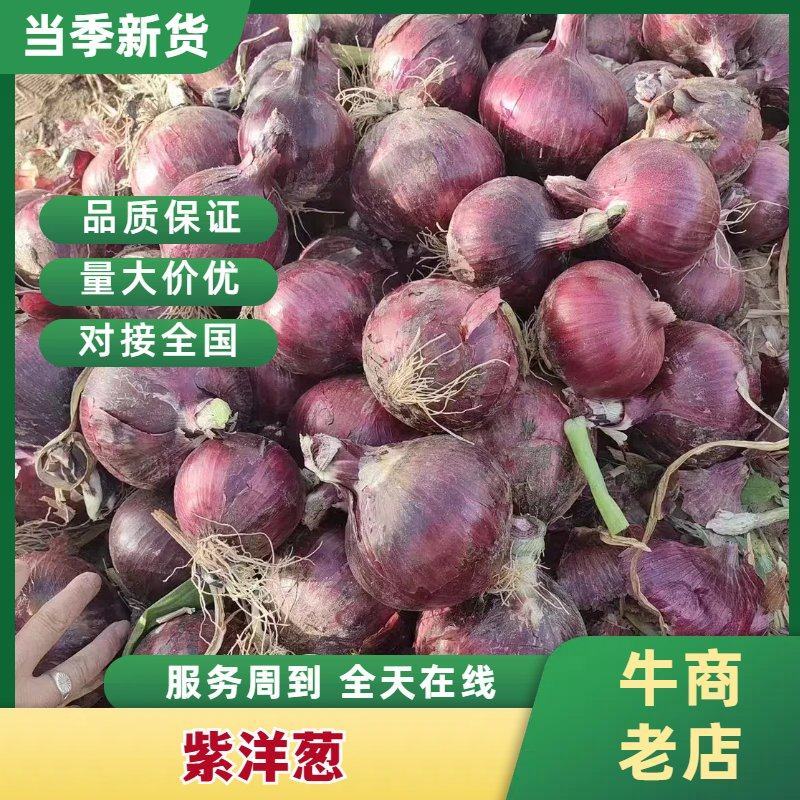 甘肃紫皮洋葱新货/产地直发质量保证/量大从优代发全国市场