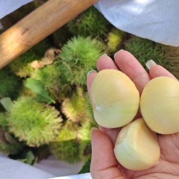 新鲜上市嫩板栗刺球全白子纯白