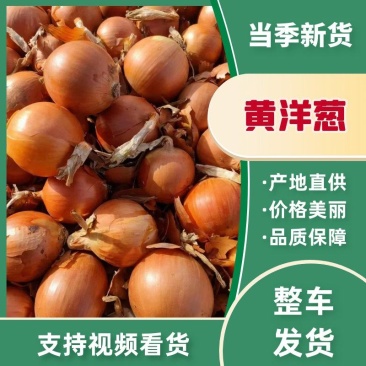 甘肃优质洋葱大量供应，需要随时联系各种规格都有欢迎前来洽
