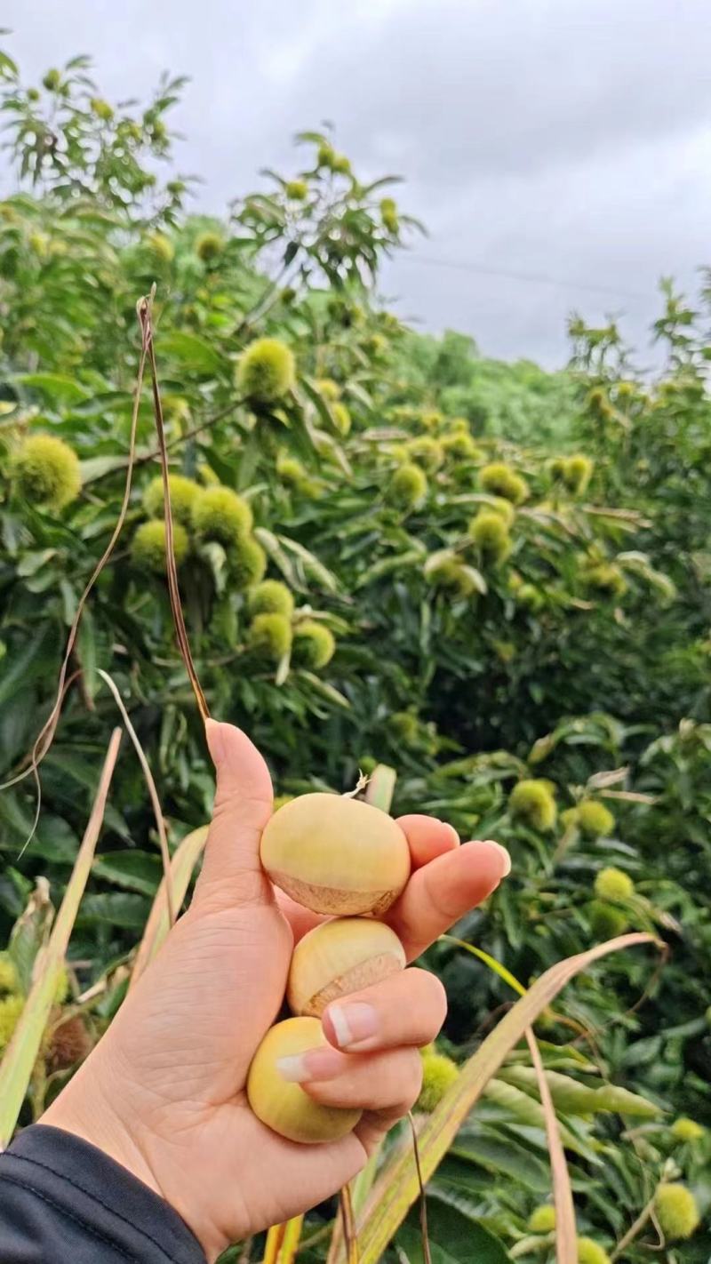 新鲜上市嫩板栗刺球全白子纯白