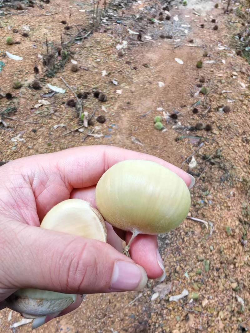 新鲜上市嫩板栗刺球全白子纯白
