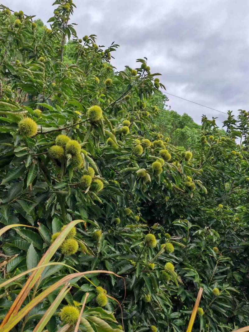 新鲜上市嫩板栗刺球全白子纯白