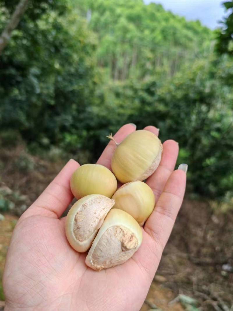 新鲜上市嫩板栗刺球全白子纯白