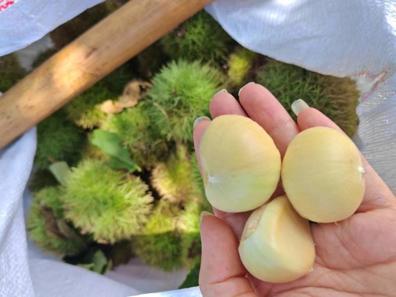 新鲜上市嫩板栗刺球全白子纯白